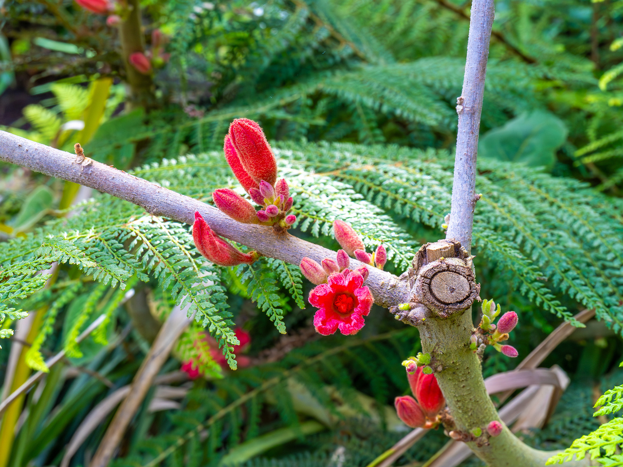 tallinn_botanical_garden_palm_house_subtropics-4