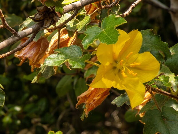Фремонтодендрон мексиканский - Fremontodendron mexicanum