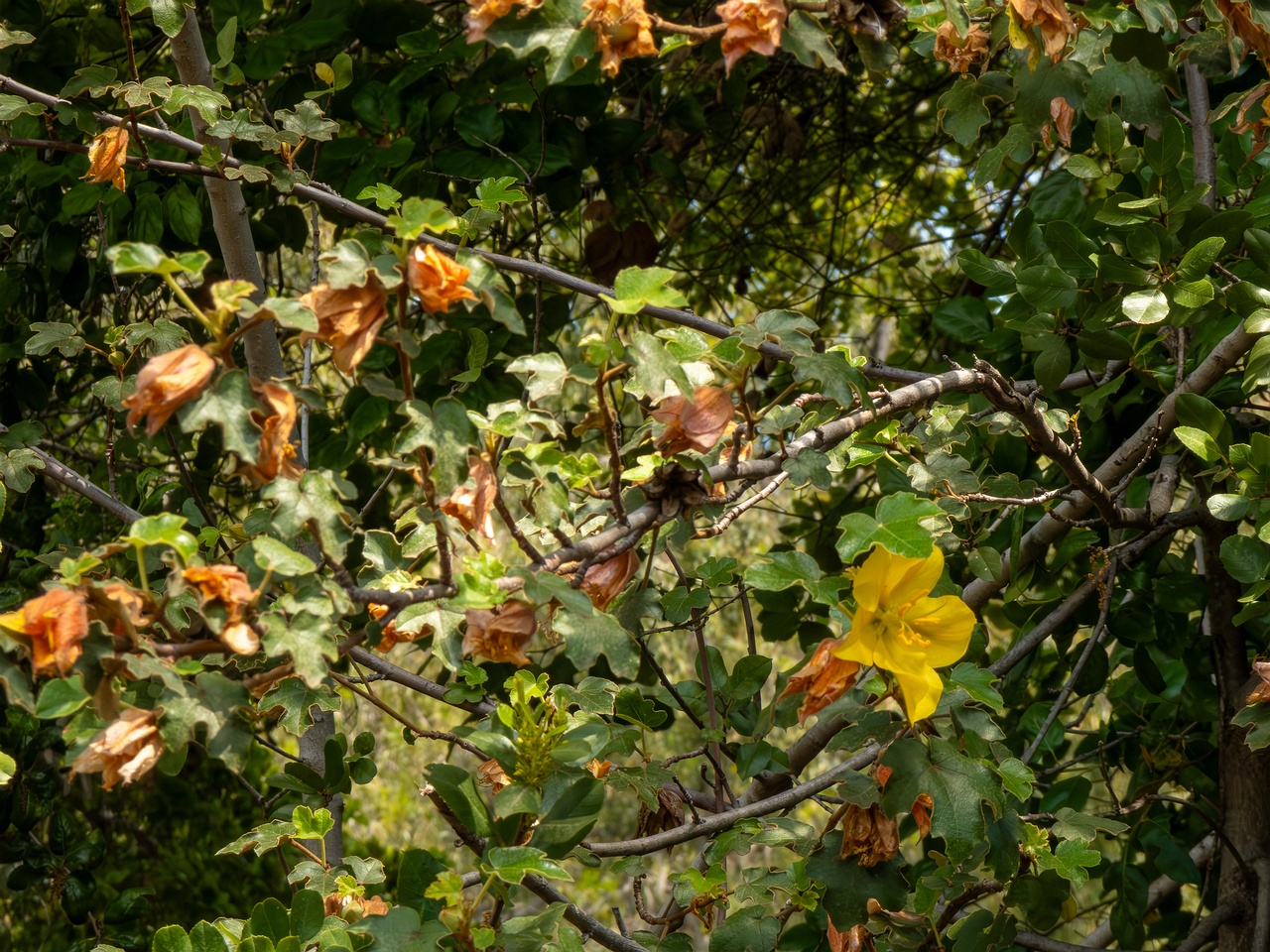 Fremontodendron mexicanum _2025-05-13_1-1