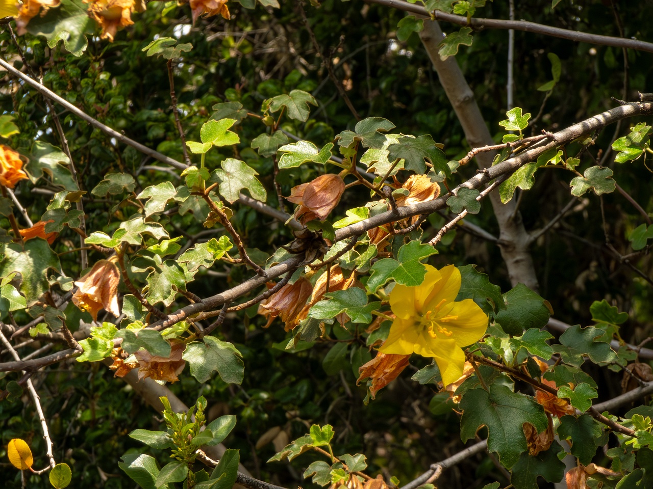 Fremontodendron mexicanum _2025-05-13_1-2
