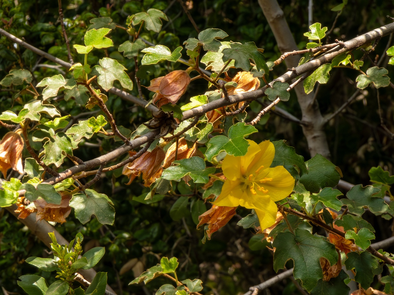 Fremontodendron mexicanum _2025-05-13_1-3