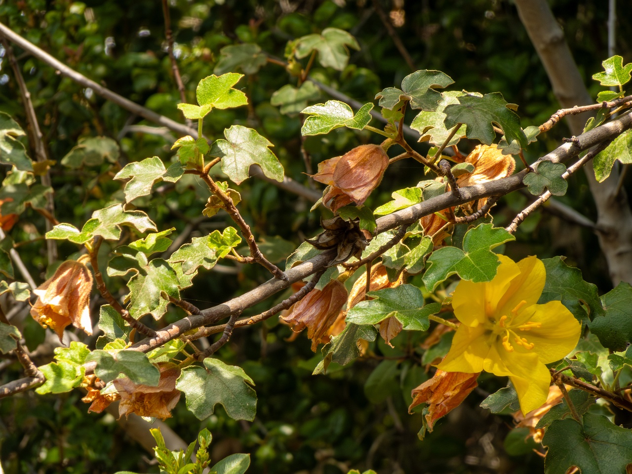 Fremontodendron mexicanum _2025-05-13_1-4