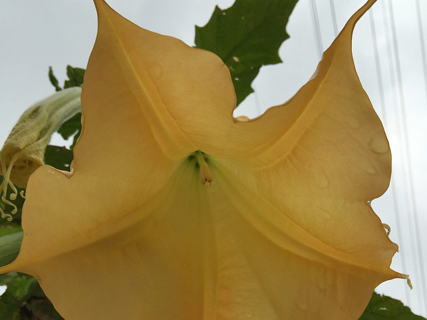 Бругмансия золотистая - Brugmansia aurea