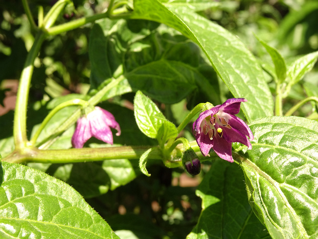 Перец овощной опушенный - Capsicum pubescens