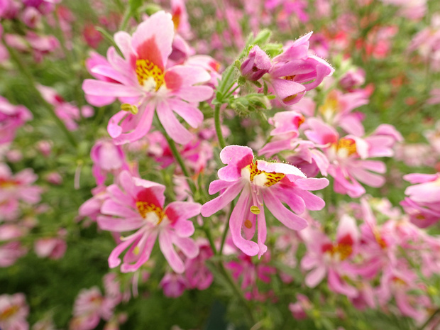Схизантус x визетонский - Schizanthus x wisetonensis