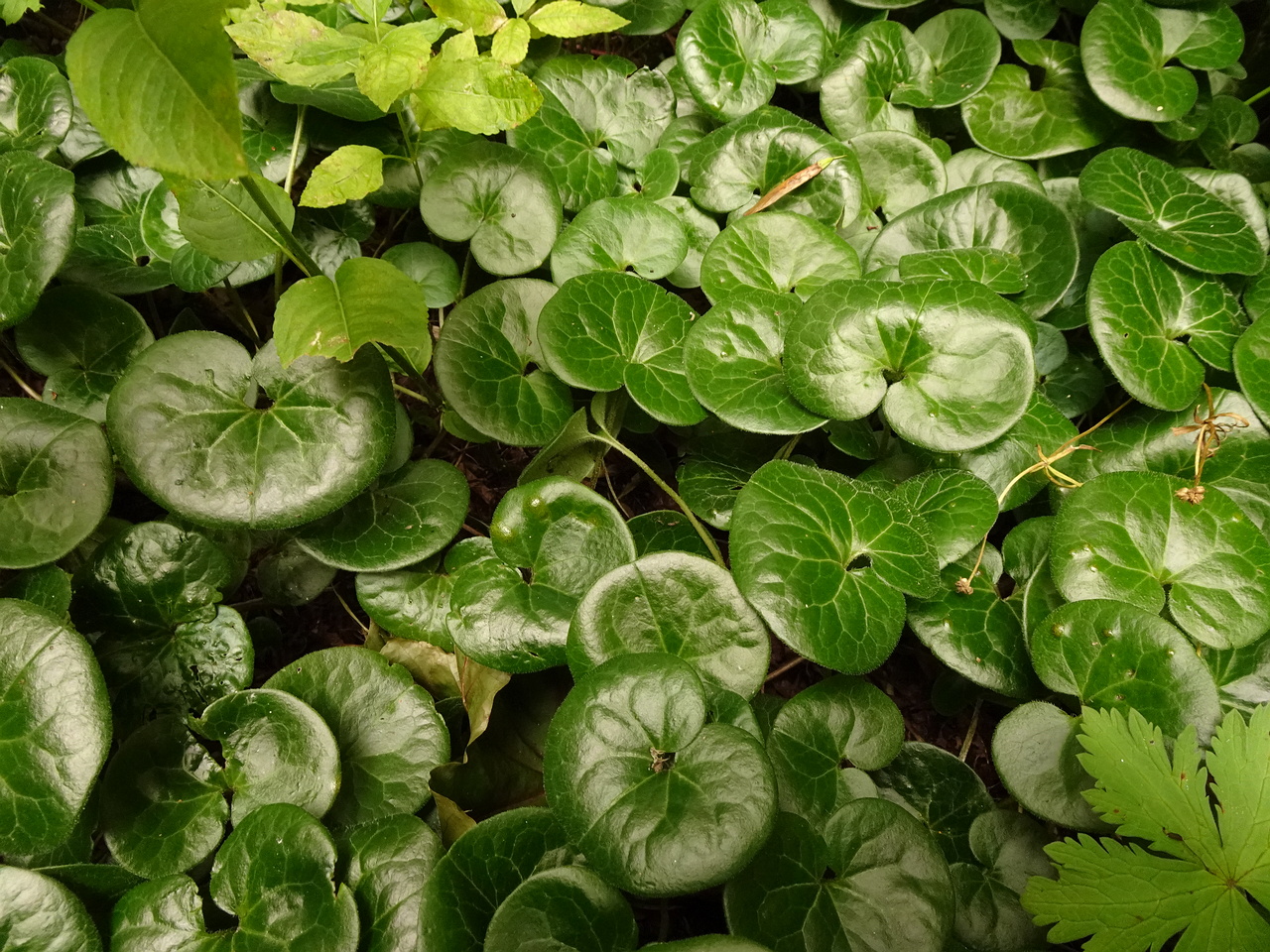 DSC04429