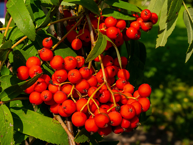 Рябина обыкновенная - Sorbus aucuparia