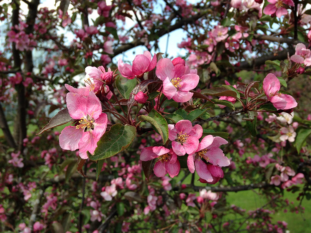 Яблоня x 'Красное Изобилие' - Malus x adstringens 'Red Splendor'