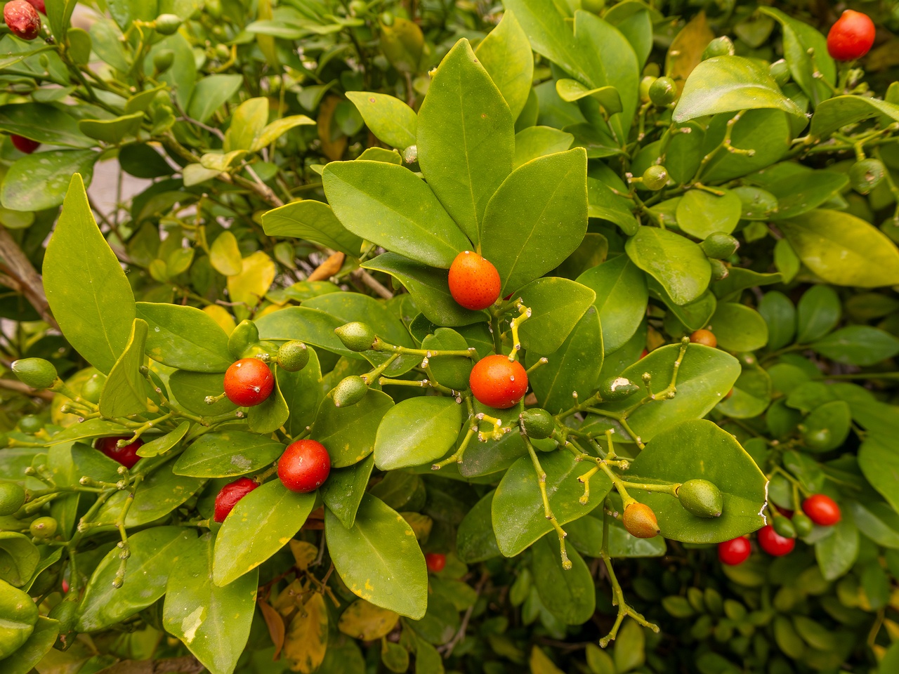 Murraya paniculata _2025-05-16_1-1