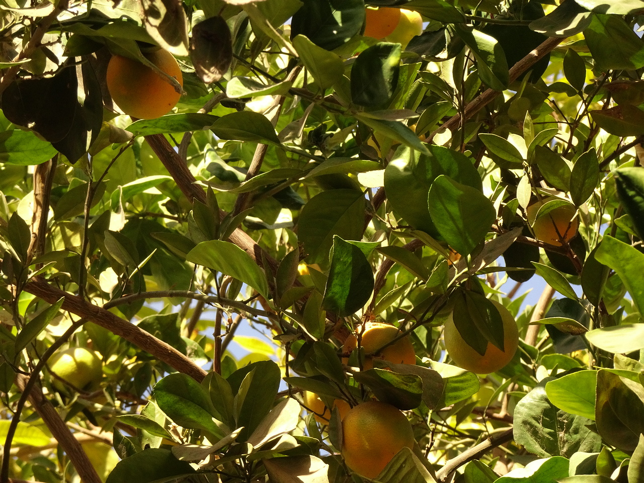 DSC05050