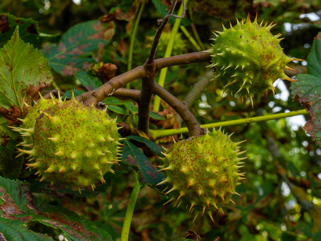 aesculus-hippocastanum_1-5