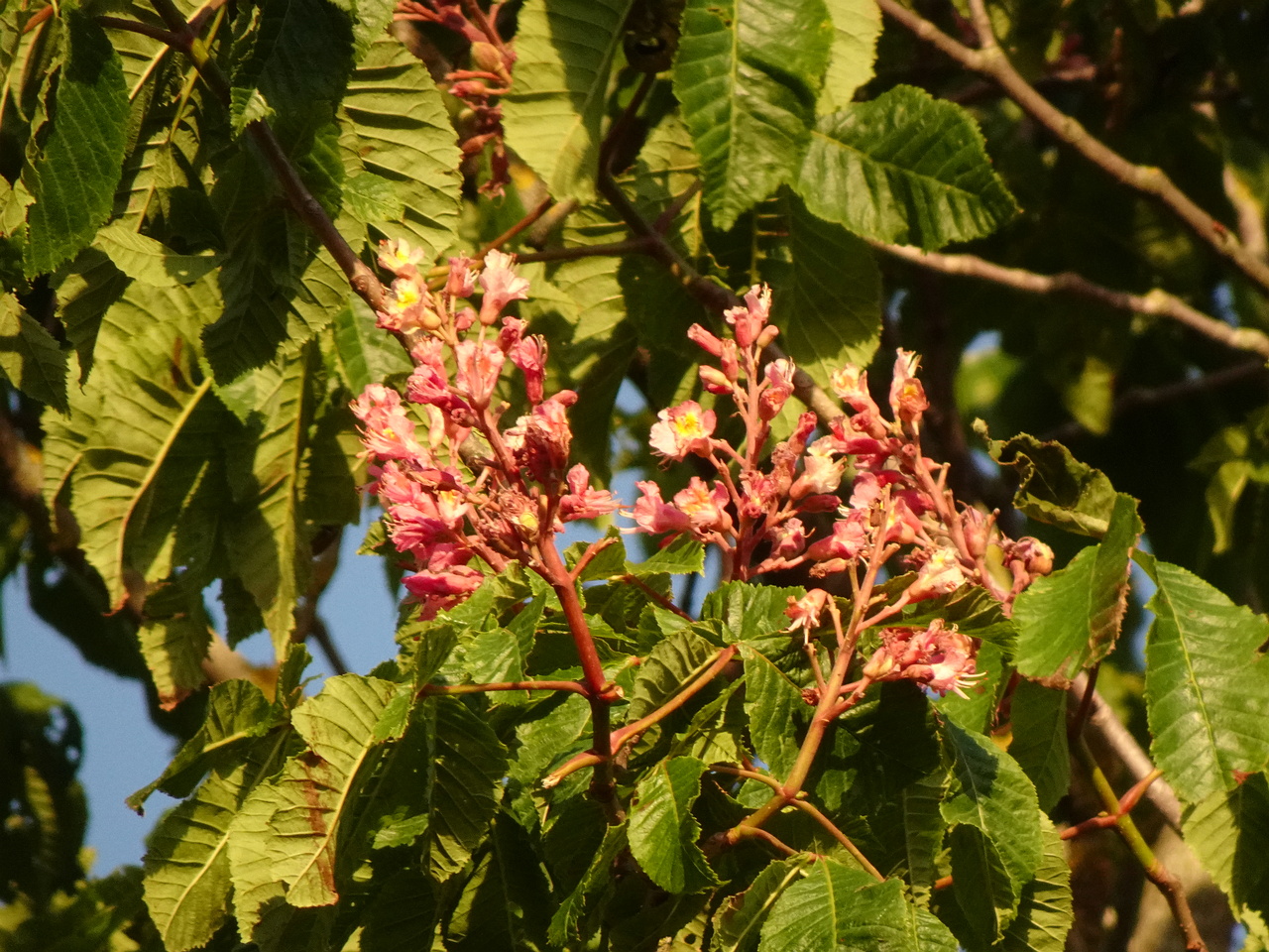 DSC03644