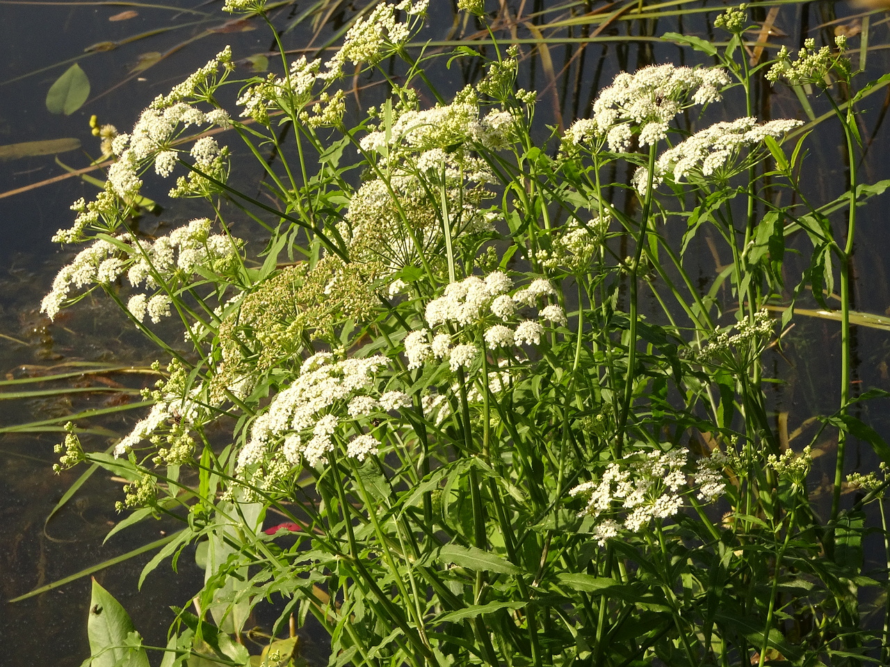 DSC05333