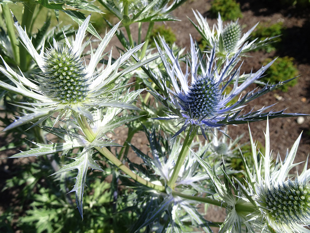Синеголовник x Цабеля 'Большой Синий' - Eryngium x zabelii 'Big Blue'