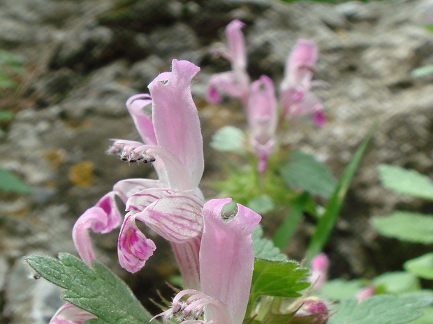 Яснотка гарганская - Lamium garganicum