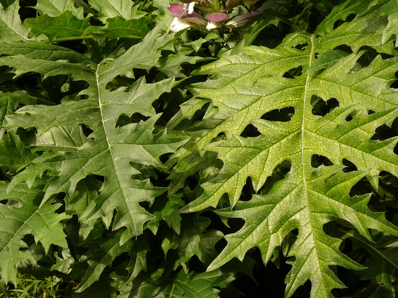 DSC04890