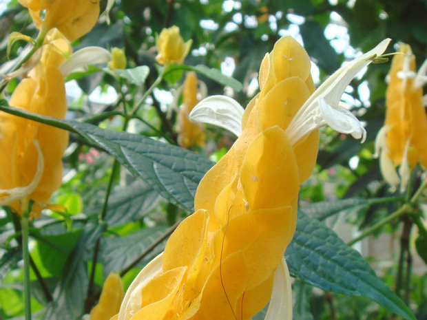 Пахистахис желтый - Pachystachys lutea