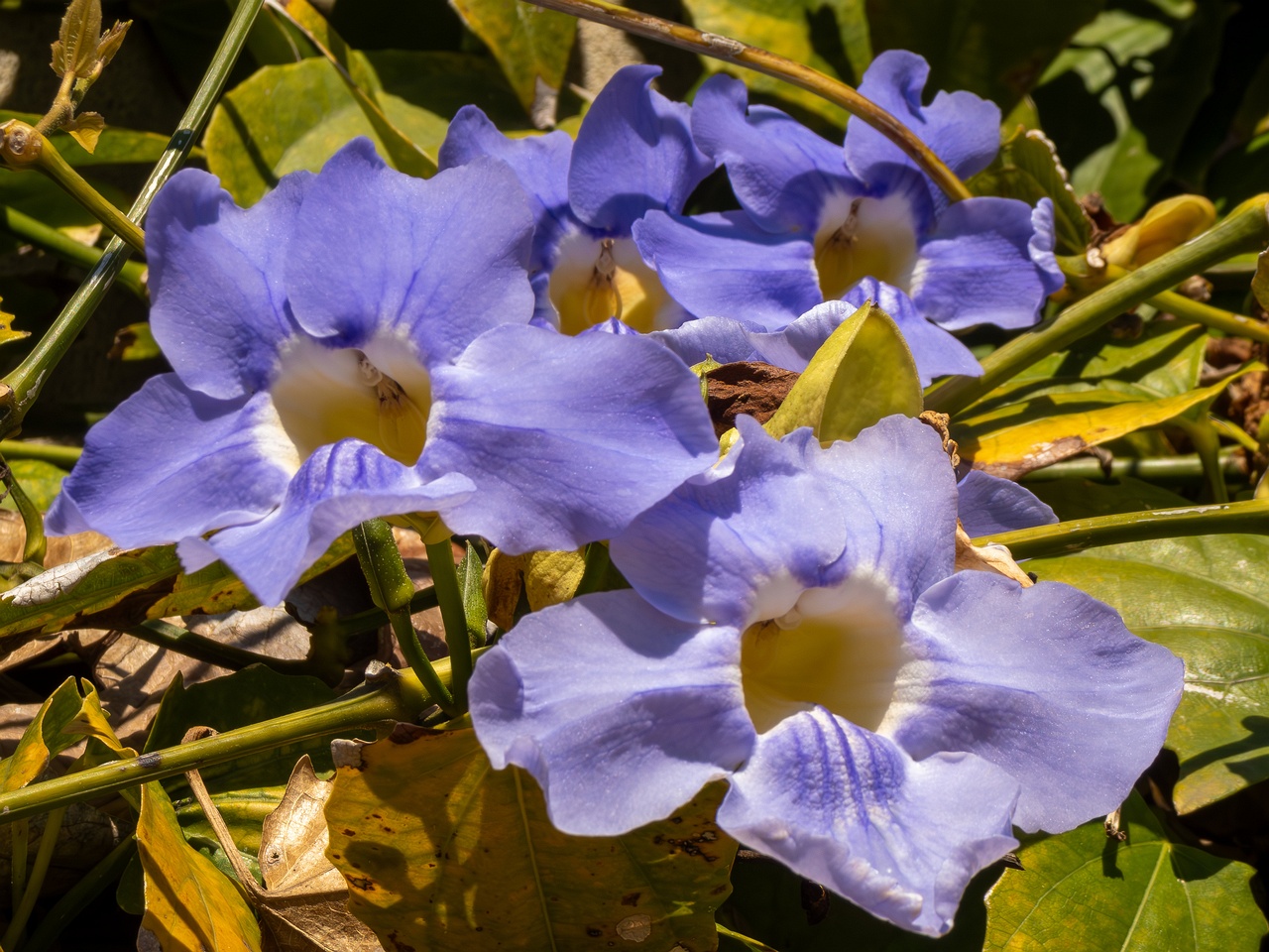 Thunbergia grandiflora _2025-05-12_1-4