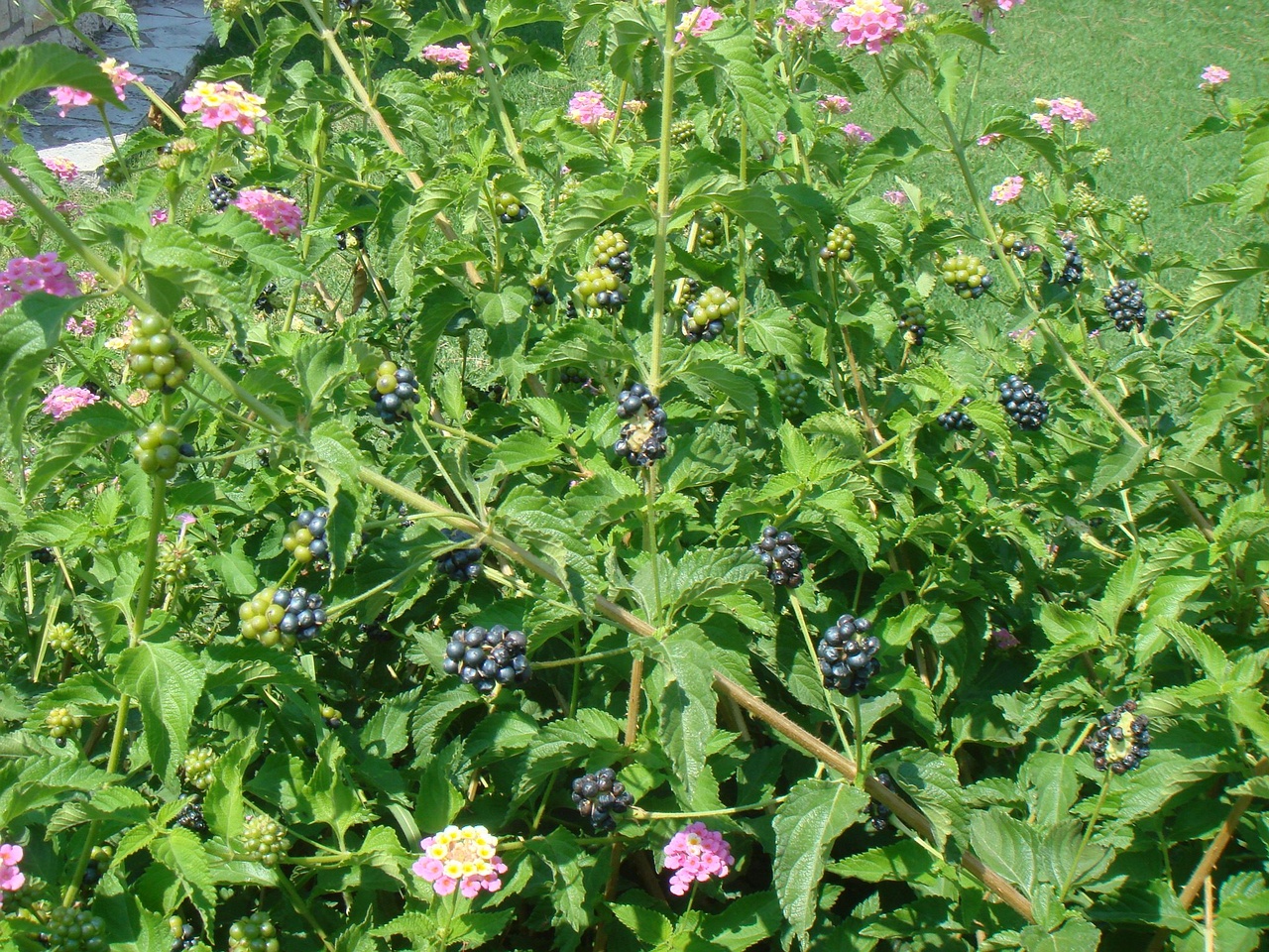 DSC02288