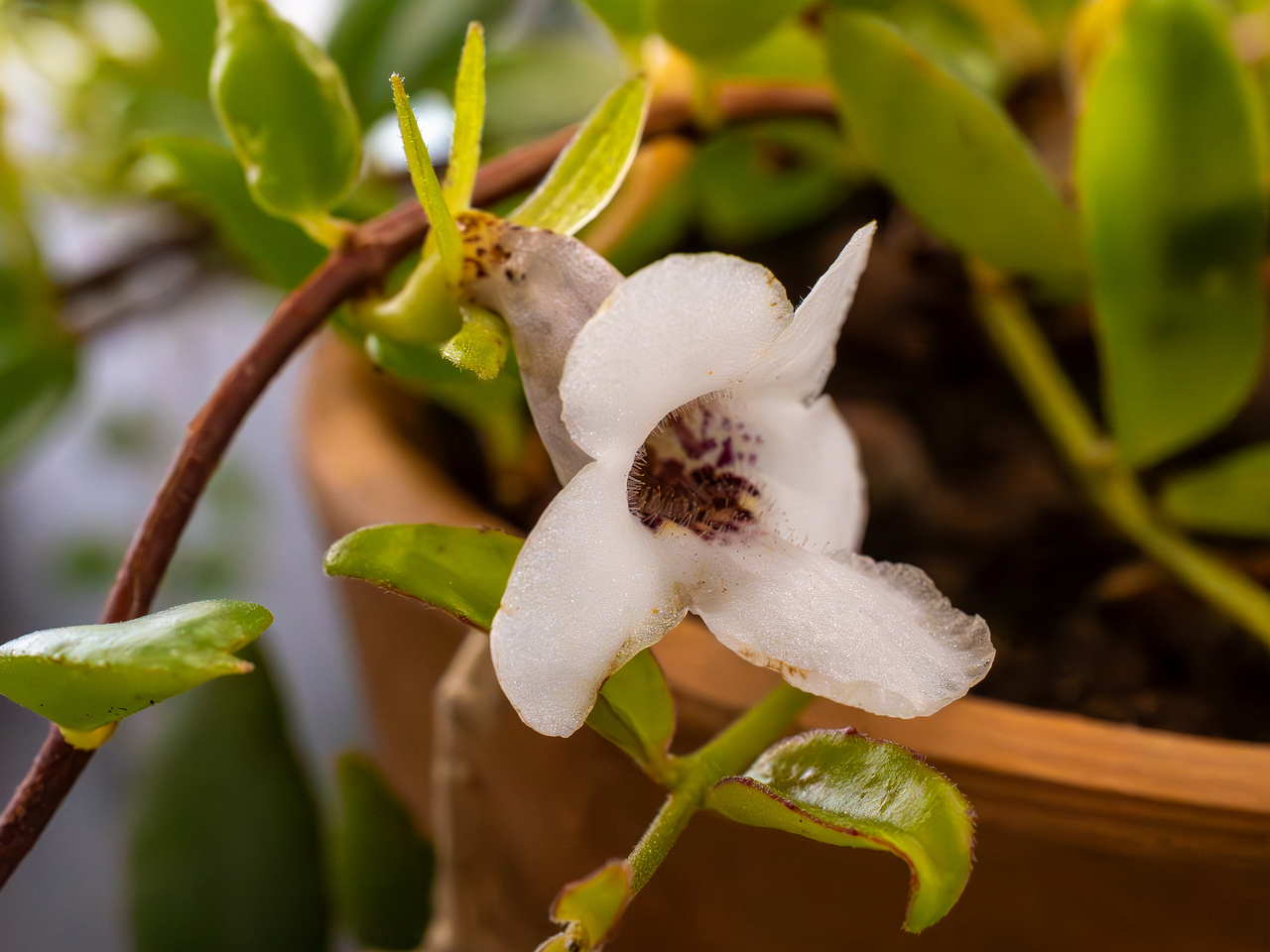 Codonanthopsis crassifolia _2025-04-12_1-6