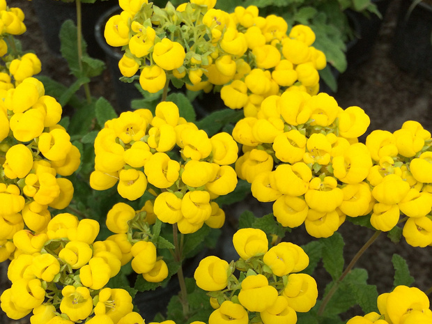Кальцеоляриевые - Calceolariaceae