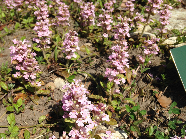 Живучка ползучая 'Розовая' - Ajuga reptans 'Rosea'