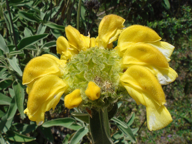 Зопник кустарниковый - Phlomis fruticosa