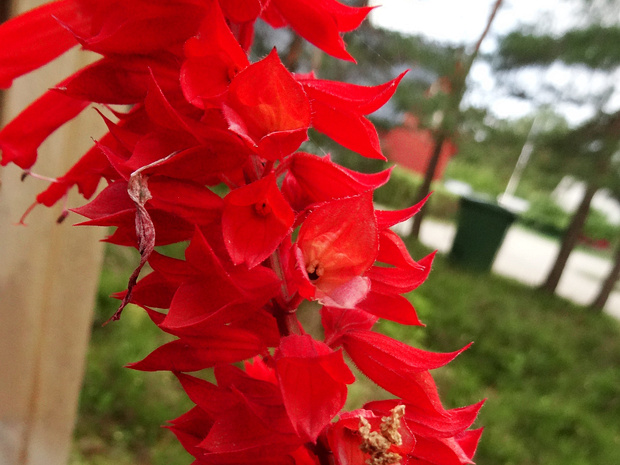 Шалфей сверкающий 'Красный' - Salvia splendens 'Red'
