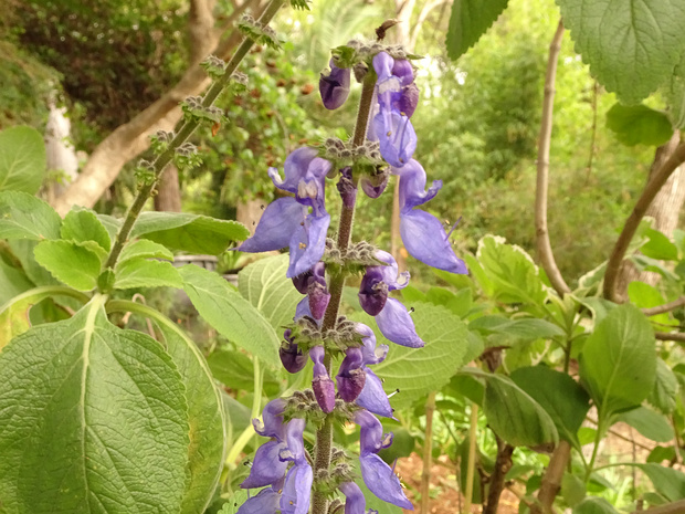Шпороцветник бородатый - Plectranthus barbatus