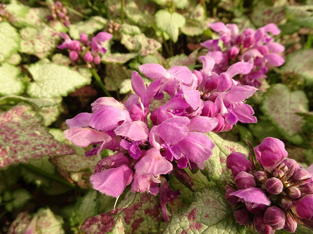 Яснотка пятнистая 'Сиреневый Дракон' - Lamium maculatum 'Purple Dragon'