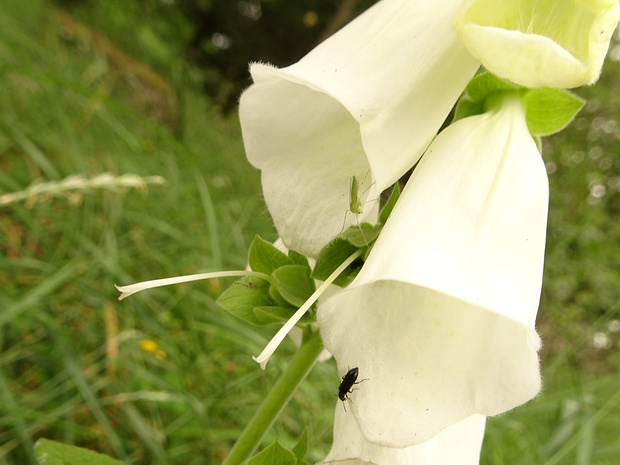 Наперстянка пурпурная белая форма - Digitalis purpurea f. alba