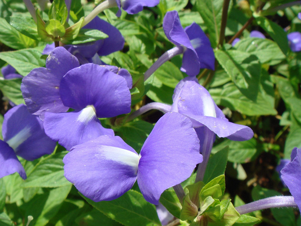 Немезия лазоревая - Nemesia caerulea