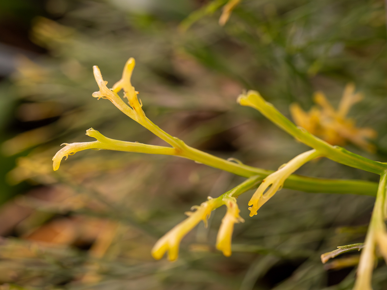 botanical-garden-tropical-house-14