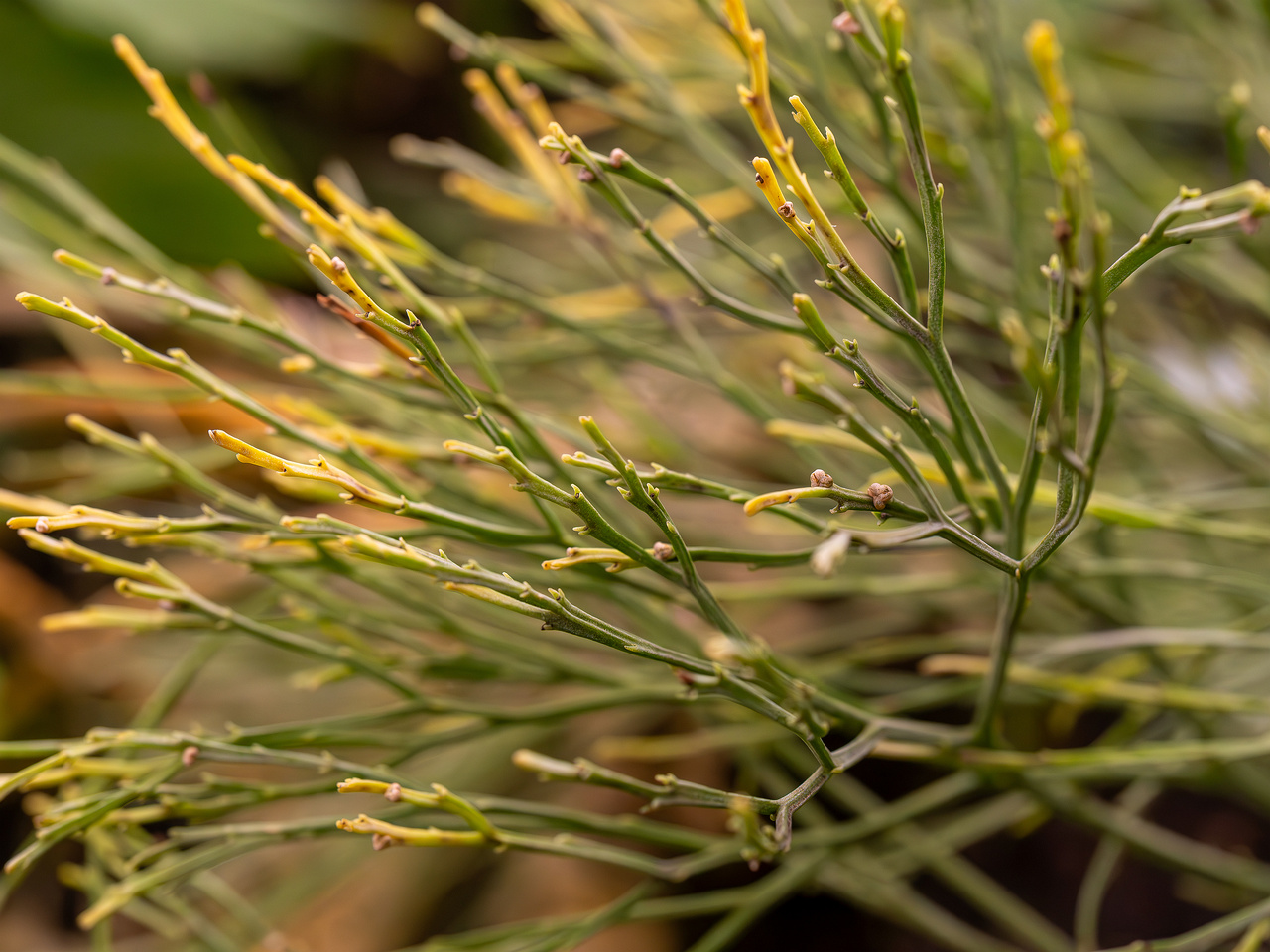 botanical-garden-tropical-house-16