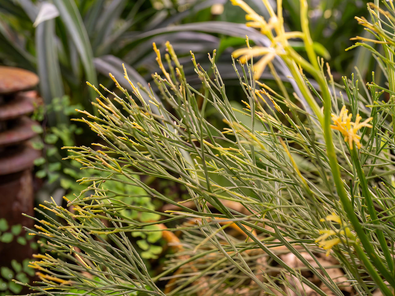 botanical-garden-tropical-house-18