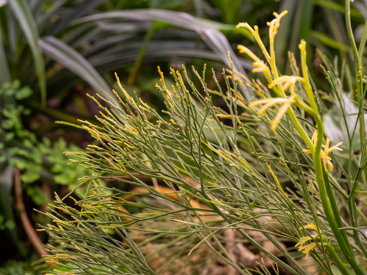 botanical-garden-tropical-house-19