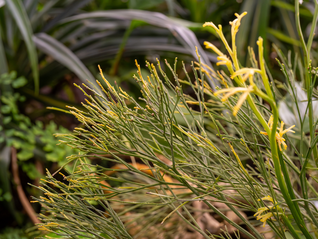 botanical-garden-tropical-house-20