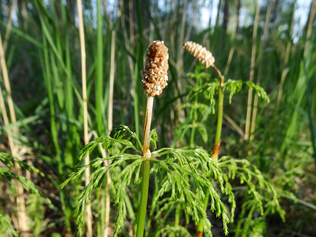 Хвощ луговой - Equisetum pratense