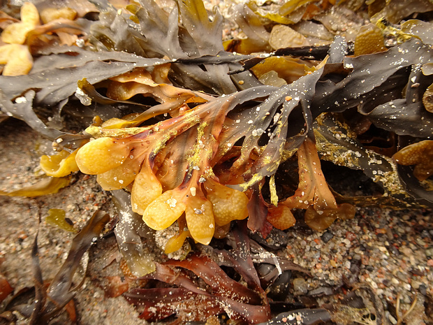 Фукусовые - Fucales The Fucales (fucoids) are an order in the brown algae (class Phaeophyceae). The list of families in the Fucales, as well...