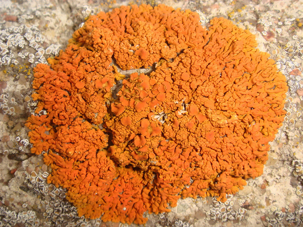 Ксантория элегантная - Xanthoria elegans