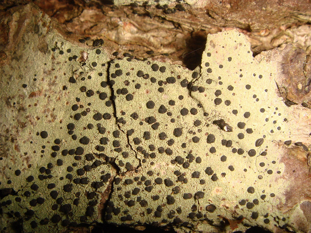 Лециделла оливковая - Lecidella elaeochroma