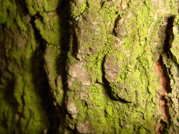 Плеврококк 1 - Pleurococcus sp