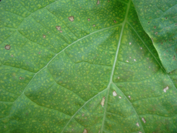 Мозаика на листьях дурмана индейского - Datura mosaic potyvirus