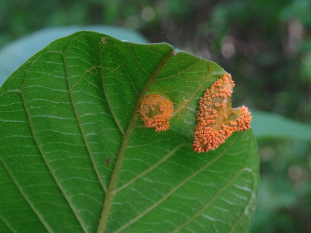 Оранжевая плесень и галлы на листьях и веточках - Puccinia coronata