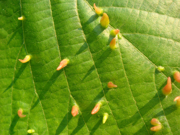 Стручковидные оранжевые галлы на листьях - Eriophyes tiliae