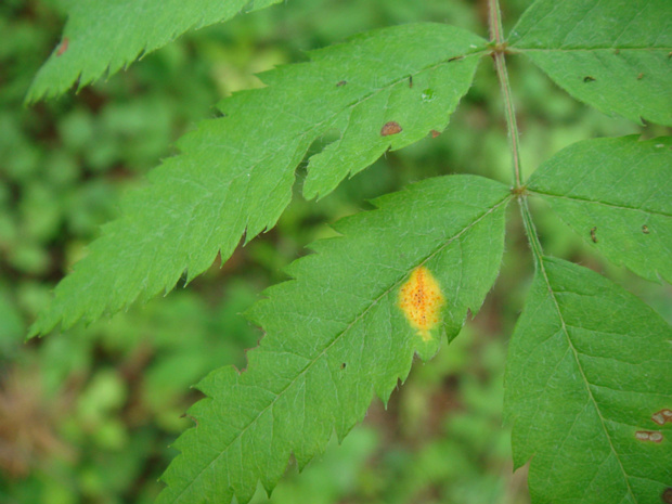 Желтые пятна на листьях - Gymnosporangium cornutum