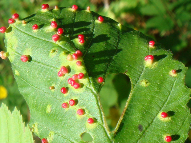 Ольховый войлочный клещ - Eriophyes brevitarsus