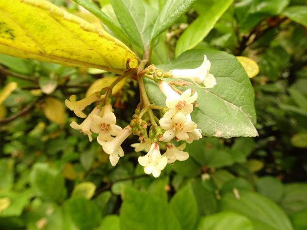 Калина повислая - Viburnum suspensum