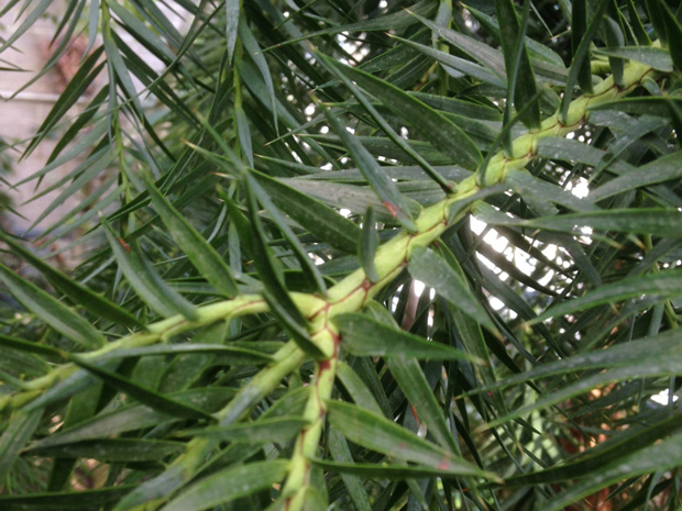 Араукария Бразильская - Araucaria angustifolia