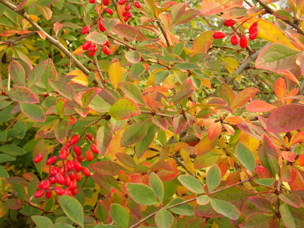 Барбарис Бергмана - Berberis bergmanniae